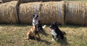 teddy pet sitter à FREJUS 83370_2