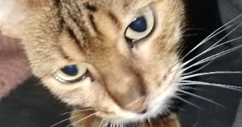 carole pet sitter à ST MARTIN SUR LE PRE 51520_1