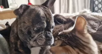 clara dog sitter à PARIS 20 75020