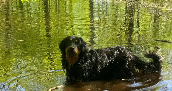 lea pet sitter à Marquette-lez-Lille  59520_3