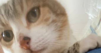 jany pet sitter à ROUEN 76000_5