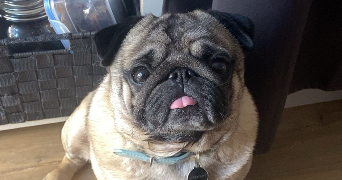 klara pet sitter à MORDELLES 35310_1