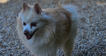 marlene pet sitter à AUNEAU BLEURY ST SYMPHORIEN 28700_87