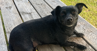 camille pet sitter à MERIGNAC 33700_5