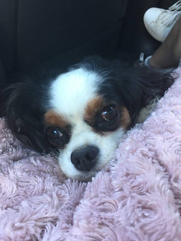 lola pet sitter à AGEN 47000_6