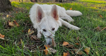 lola pet sitter à TOULOUSE 31100_2