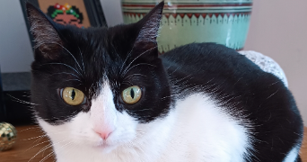 maïlys pet sitter à HAUBOURDIN 59320_2