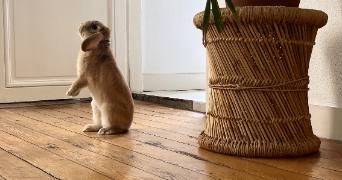 estelle pet sitter à MARSEILLE 01 13001_4