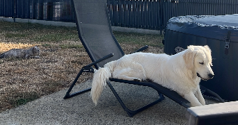 salomé pet sitter à ST MARS LA BRIERE 72470_3