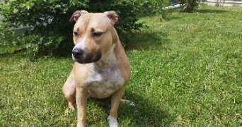 sandra pet sitter à BRINDAS 69126_7