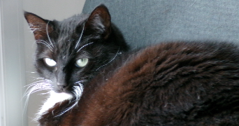 léna pet sitter à BOIS GUILLAUME 76230_0