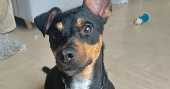 anaëlle pet sitter à STE GENEVIEVE DES BOIS 91700