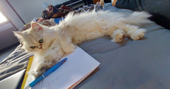 eurydice pet sitter à TOURS 37000_9