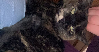 sarah pet sitter à LABARTHE SUR LEZE 31860_1