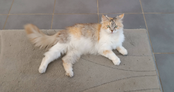 karine cat sitter à LABERGEMENT STE MARIE 25160_3