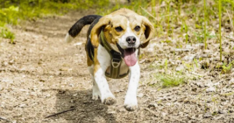 maëlys pet sitter à ST ARNOULT EN YVELINES 78730_2