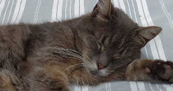 catherine pet sitter à MAROLLES EN BRIE 94440_7