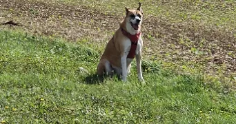 séverine pet sitter à ESTISSAC 10190