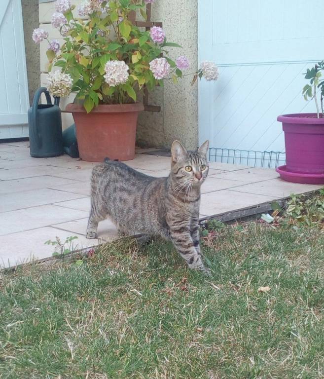 noémie pet sitter à Jouy-le-Moutier 95280_3