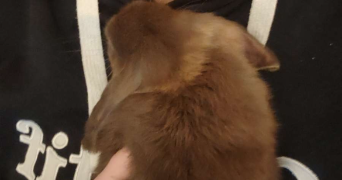 marysse pet sitter à MESNIL RAOUL 76520_2