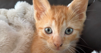 elyne pet sitter à VALENCIENNES 59300_7