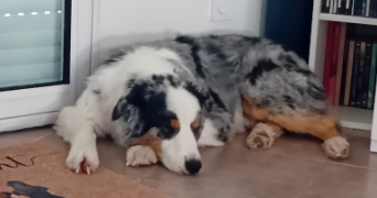 steeve pet sitter à VAYRES 33870_1