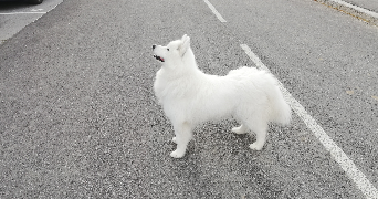 guillaume dog sitter à ST GALMIER 42330_0
