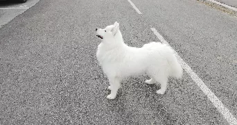 guillaume dog sitter à ST GALMIER 42330