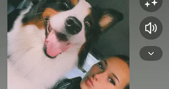 enola pet sitter à LANGRES 52200