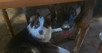 ambre pet sitter à PUSIGNAN 69330_1