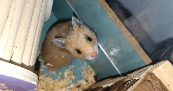 eva pet sitter à AUDENGE 33980_3