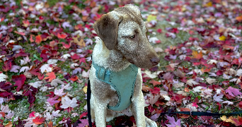 floriane dog sitter à JARVILLE LA MALGRANGE 54140_1