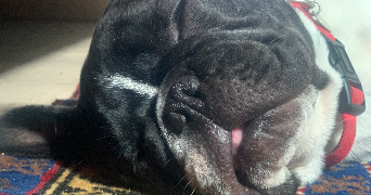 clara pet sitter à ST FARGEAU PONTHIERRY 77310_5