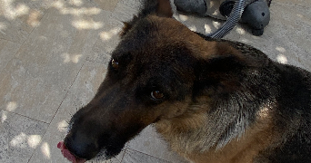 maya pet sitter à SORGUES 84700_2