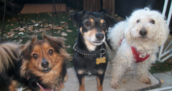 isabelle pet sitter à AIGUILLON 47190_4