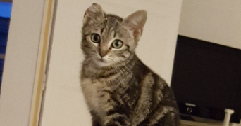 yohann pet sitter à LANNION 22300_2