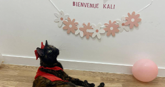 khadydia cat sitter à BOULOGNE BILLANCOURT 92100_6
