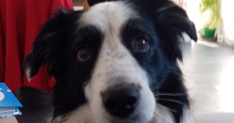 grégory pet sitter à VILLEFONTAINE 38090_2