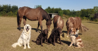 valérie pet sitter à VAUX ANDIGNY 02110_1