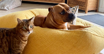 marie pet sitter à LE PLESSIS FEU AUSSOUX 77540_2