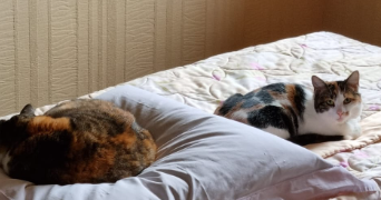 léa pet sitter à MONTREUIL 93100_1