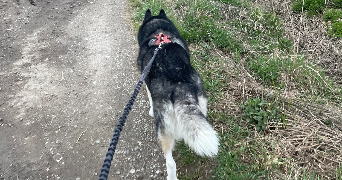 sarah pet sitter à ANNECY 74000_1