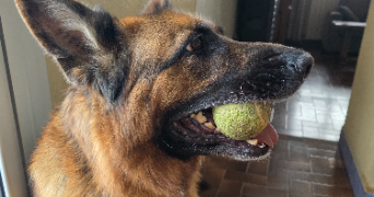 murielle pet sitter à BEAUCAIRE 30300_4