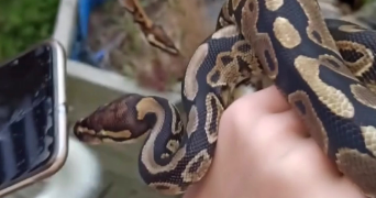 orlane pet sitter à JANZE 35150_2