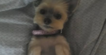 anais pet sitter à Paris 18 75018_6