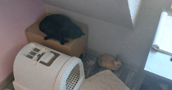 celia pet sitter à BESANCON 25000_4