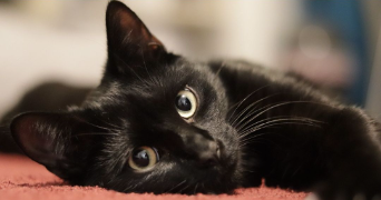 léa pet sitter à BAGNEUX 92220_1