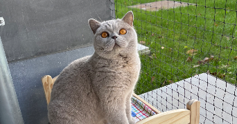lémonie pet sitter à ANGLEUR 4031_3