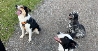 laëtitia pet sitter à ANDRESY 78570_3