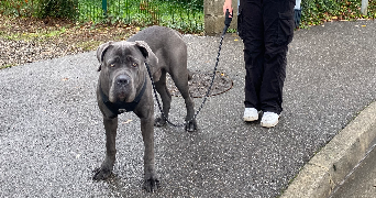 ashley pet sitter à TOULOUSE 31100_7